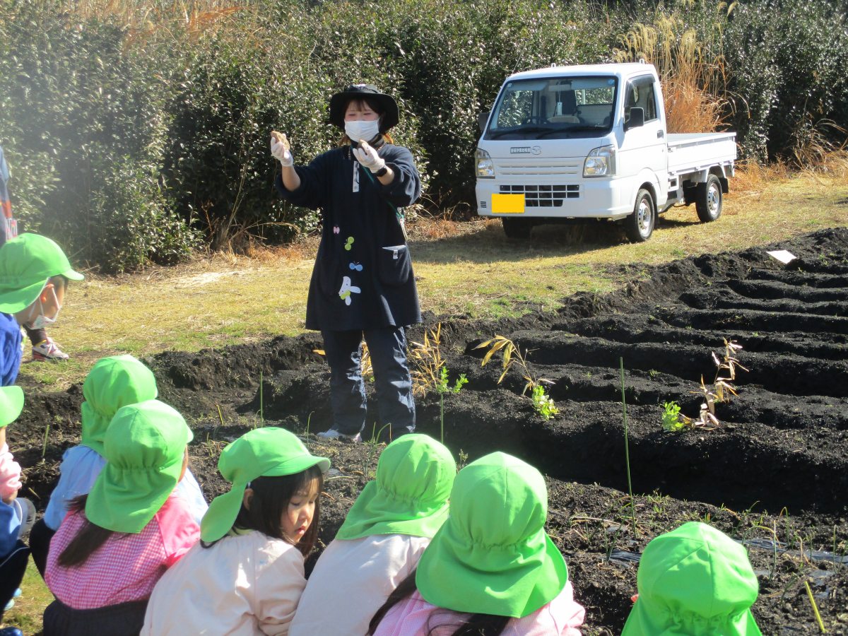 じゃがいも種芋植え