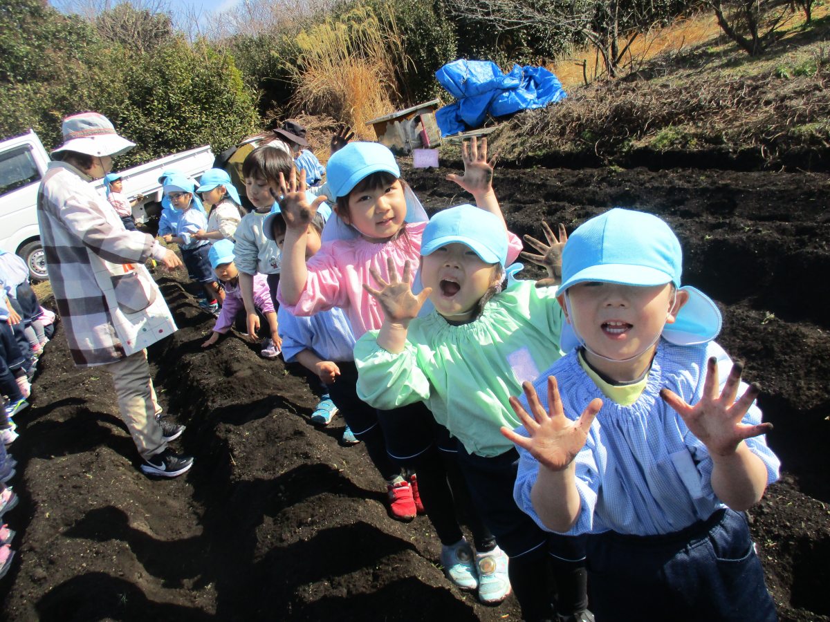 じゃがいも種芋植え
