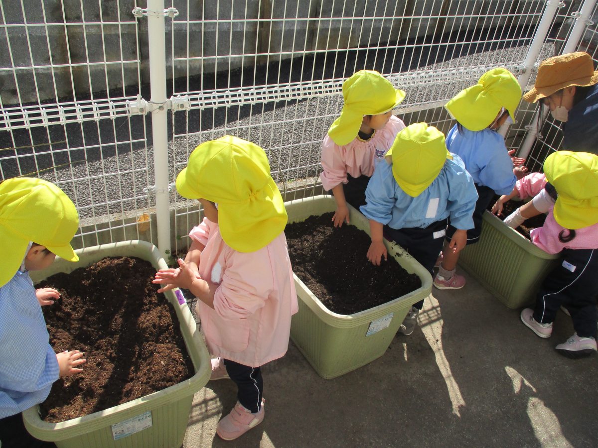 じゃがいも種芋植え