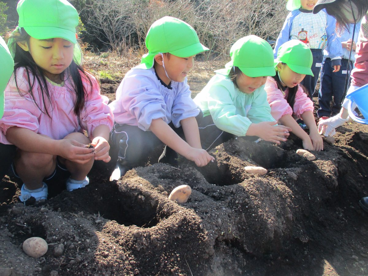 じゃがいも種芋植え