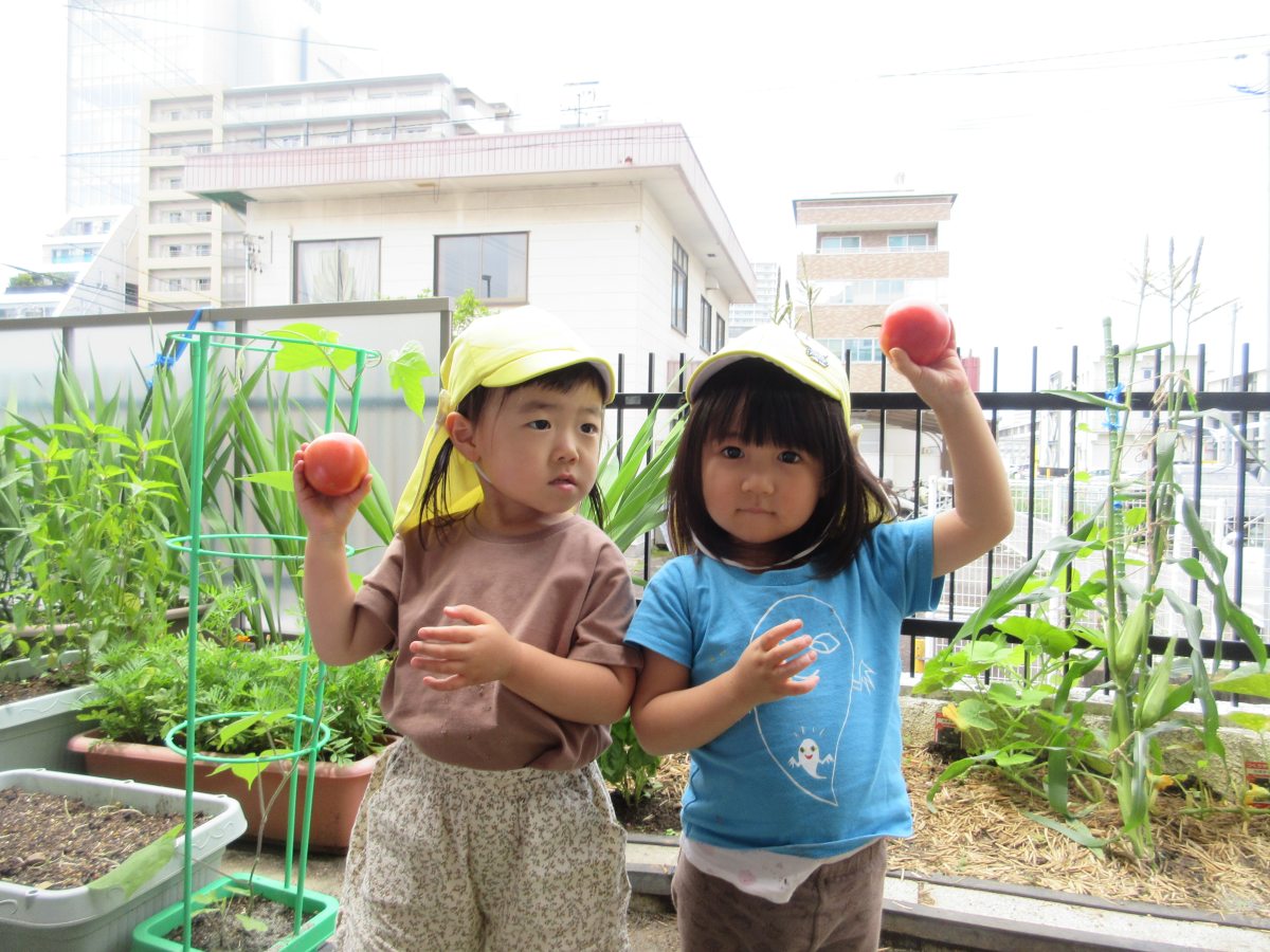 野菜の収穫
