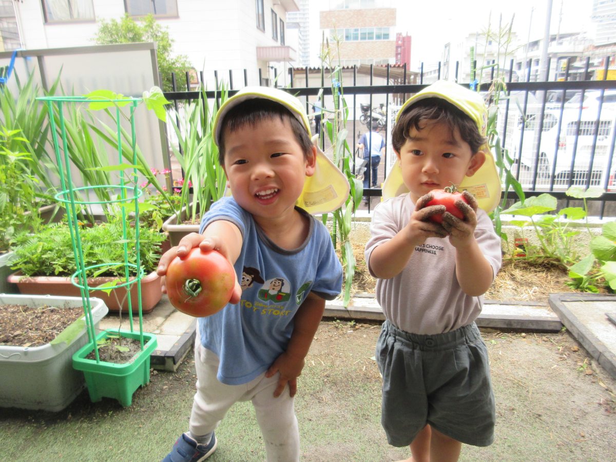 野菜の収穫