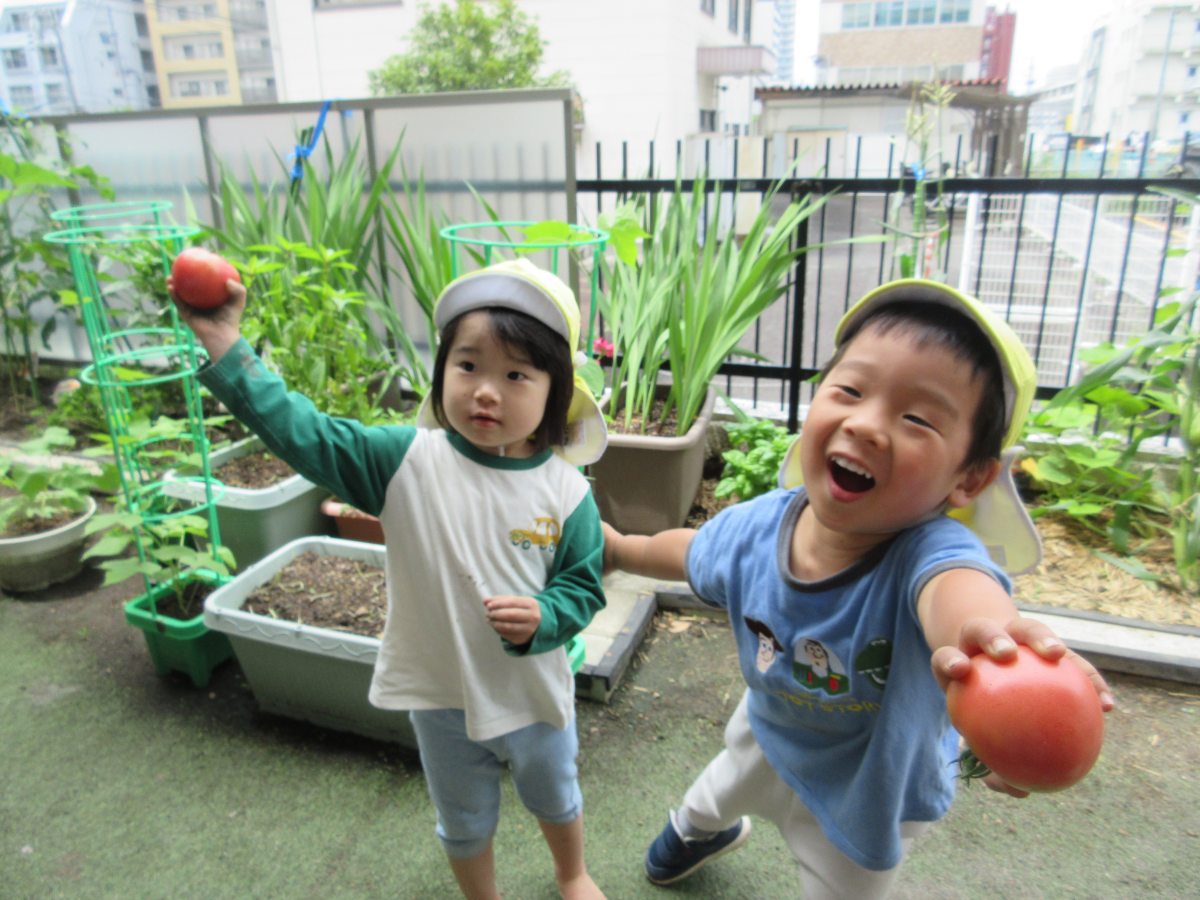 野菜の収穫